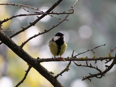 Parus major