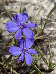 Aristea dichotoma