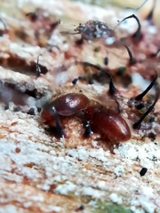 Mycetaea subterranea