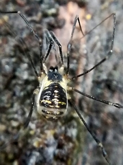 Mitostoma chrysomelas