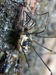 Mitostoma chrysomelas
