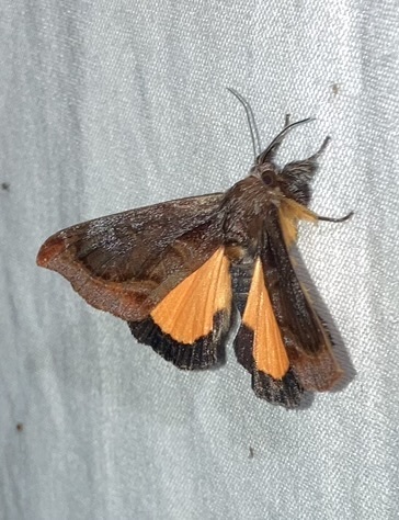 Darceta severa