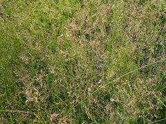 Poa nemoralis