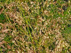 Poa nemoralis