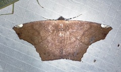 Paragonia cruraria