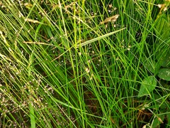 Poa nemoralis