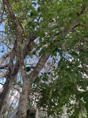 Sideroxylon foetidissimum