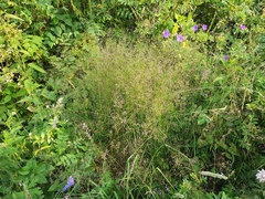 Poa nemoralis