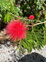 Calliandra haematocephala