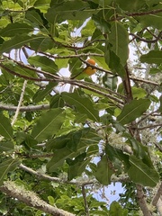 Sideroxylon foetidissimum