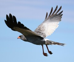 Melierax canorus canorus