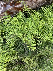 Gleichenia polypodioides