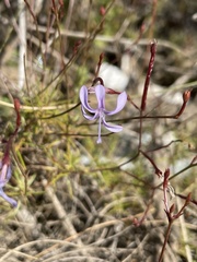 Prismatocarpus diffusus