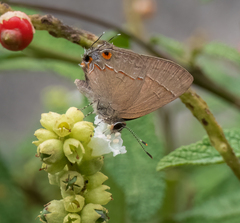 Arzecla tucumanensis