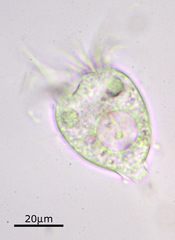 Strobilidium caudatum