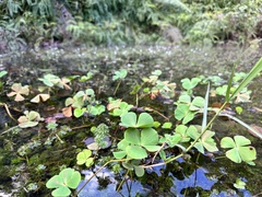 Marsilea minuta