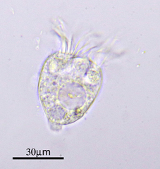 Strobilidium caudatum