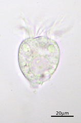 Strobilidium caudatum