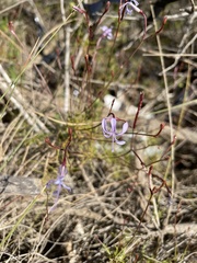 Prismatocarpus diffusus