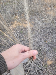 Leymus racemosus