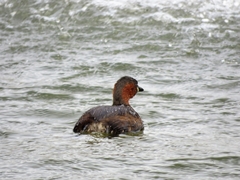 Tachybaptus ruficollis