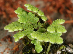 Azolla microphylla