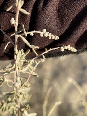 Atriplex canescens laciniata