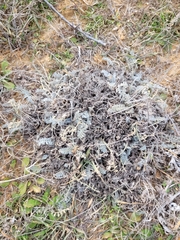 Astragalus dolichophyllus