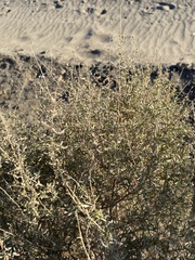Atriplex canescens laciniata