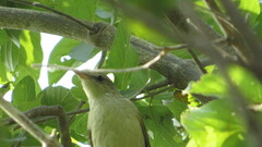 Acrocephalus orientalis