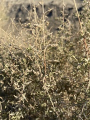 Atriplex canescens laciniata