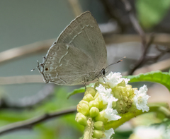 Strephonota tephraeus