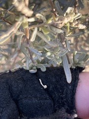 Atriplex canescens laciniata