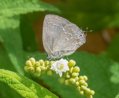 Strephonota tephraeus