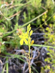 Bulbine favosa