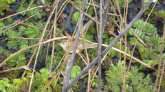 Acrocephalus bistrigiceps