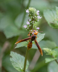 Montezumia ferruginea