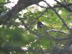 Ficedula zanthopygia