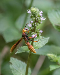 Montezumia ferruginea