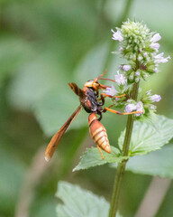 Montezumia ferruginea