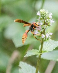 Montezumia ferruginea