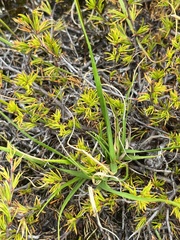 Bulbine favosa
