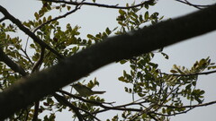 Acrocephalus orientalis