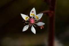 Micranthes ferruginea