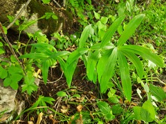 Polygonatum verticillatum