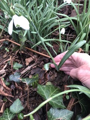 Galanthus
