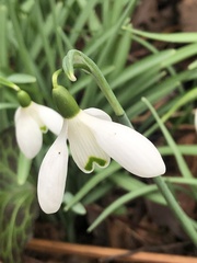 Galanthus
