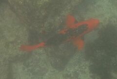 Bodianus eclancheri