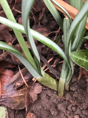 Galanthus