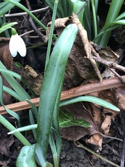 Galanthus